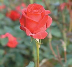 ���ƾ�ӮǮ�ؾ���Ƶ������ɽ�����Ĺ���Ҫ��ʵ���Ⱥ�ڷ�ӳǿ�ҵ�����...